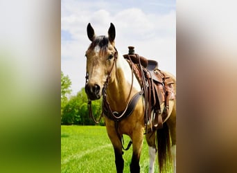 Paint Horse, Stute, 10 Jahre, Buckskin