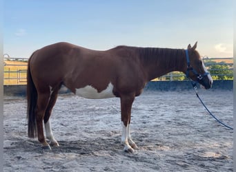 Paint Horse, Stute, 11 Jahre, 148 cm, Overo-alle-Farben