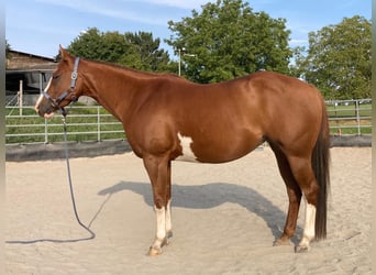 Paint Horse, Stute, 11 Jahre, 148 cm, Schecke
