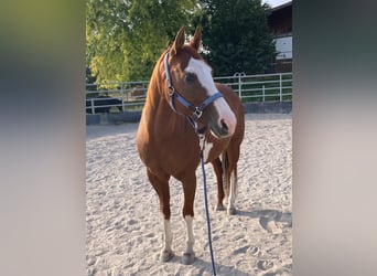 Paint Horse, Stute, 11 Jahre, 148 cm, Schecke