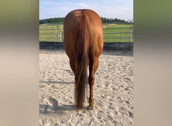 Paint Horse, Stute, 11 Jahre, 148 cm, Schecke