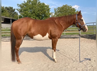 Paint Horse, Stute, 11 Jahre, 148 cm, Schecke