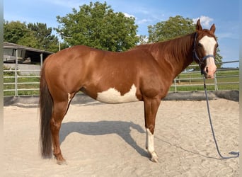 Paint Horse, Stute, 11 Jahre, 148 cm, Schecke
