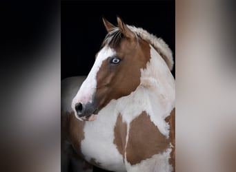 Paint Horse, Stute, 11 Jahre, 150 cm, Schecke