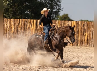 Paint Horse, Stute, 11 Jahre, 152 cm, Rotfuchs