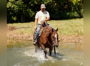 Paint Horse, Stute, 11 Jahre, 152 cm, Rotfuchs