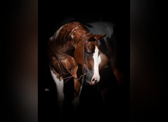 Paint Horse, Stute, 11 Jahre, 152 cm, Rotfuchs