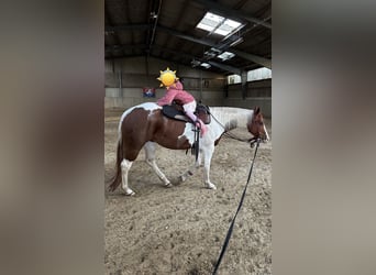 Paint Horse, Stute, 11 Jahre, 153 cm