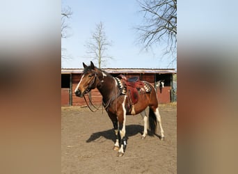 Paint Horse Mix, Stute, 11 Jahre, 153 cm, Tobiano-alle-Farben