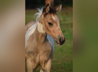Paint Horse, Stute, 11 Jahre, 154 cm, Tobiano-alle-Farben
