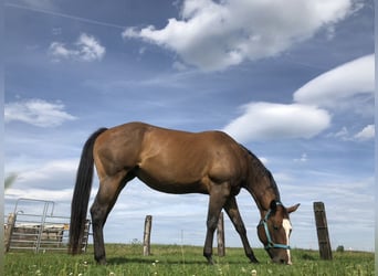 Paint Horse, Stute, 11 Jahre