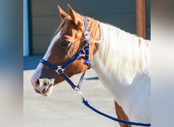 Paint Horse, Stute, 12 Jahre, 147 cm, Schecke