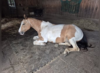 Paint Horse, Stute, 12 Jahre, 149 cm, Tobiano-alle-Farben