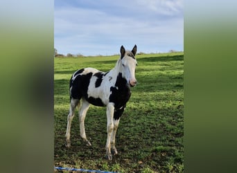 Paint Horse, Stute, 12 Jahre, 150 cm, Rappe