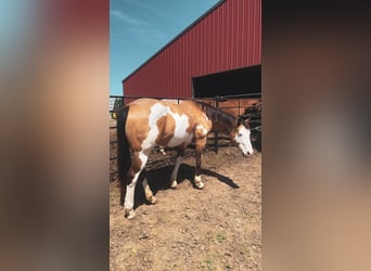 Paint Horse, Stute, 12 Jahre, 155 cm, Overo-alle-Farben