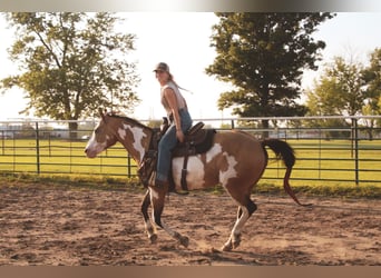 Paint Horse, Stute, 12 Jahre, 155 cm, Overo-alle-Farben