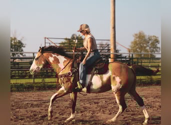 Paint Horse, Stute, 12 Jahre, 155 cm, Overo-alle-Farben
