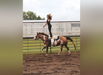 Paint Horse, Stute, 12 Jahre, 155 cm, Overo-alle-Farben