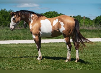 Paint Horse, Stute, 12 Jahre, 155 cm, Overo-alle-Farben
