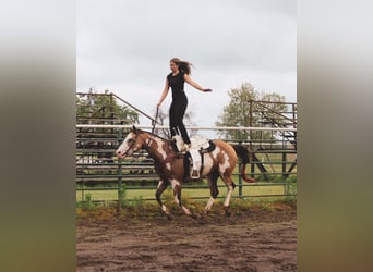 Paint Horse, Stute, 12 Jahre, 155 cm, Overo-alle-Farben