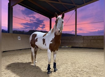 Paint Horse, Stute, 12 Jahre, 156 cm, Tovero-alle-Farben