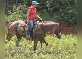 Paint Horse, Stute, 12 Jahre, 157 cm, Roan-Red