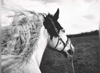 Paint Horse, Stute, 12 Jahre, 157 cm, Tovero-alle-Farben