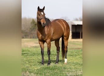Paint Horse, Stute, 12 Jahre, 163 cm, Rotbrauner