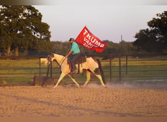 Paint Horse, Stute, 12 Jahre, Schecke
