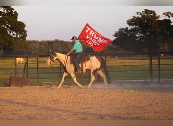 Paint Horse, Stute, 12 Jahre, Schecke