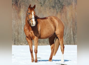 Paint Horse, Stute, 13 Jahre, 150 cm, Fuchs