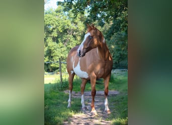 Paint Horse Mix, Stute, 13 Jahre, 151 cm, Red Dun