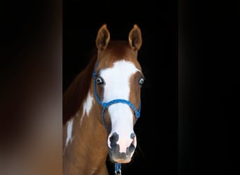 Paint Horse, Stute, 13 Jahre, 151 cm, Schecke