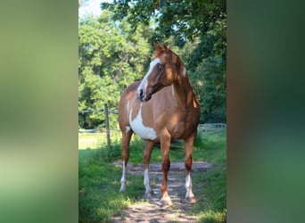 Paint Horse, Stute, 13 Jahre, 151 cm, Schecke