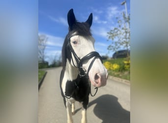 Paint Horse Mix, Stute, 13 Jahre, 152 cm, Schecke