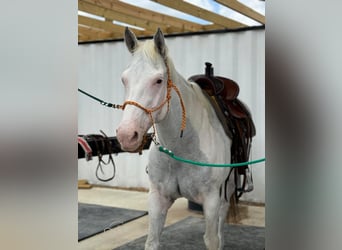 Paint Horse, Stute, 13 Jahre, 152 cm, Schimmel