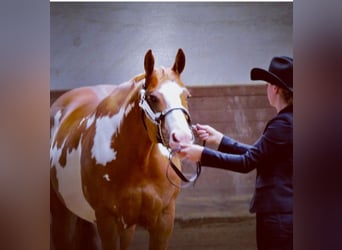 Paint Horse, Stute, 13 Jahre, 158 cm