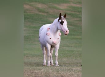 Paint Horse, Stute, 13 Jahre, Tobiano-alle-Farben