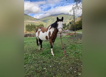 Paint Horse Mix, Stute, 14 Jahre, 145 cm, Schecke
