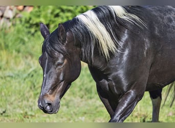 Paint Horse, Stute, 14 Jahre, 150 cm, Tobiano-alle-Farben