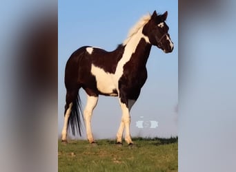Paint Horse, Stute, 14 Jahre, 152 cm, Tobiano-alle-Farben