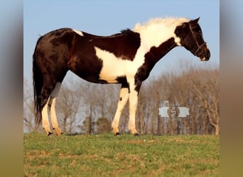 Paint Horse, Stute, 14 Jahre, 152 cm, Tobiano-alle-Farben