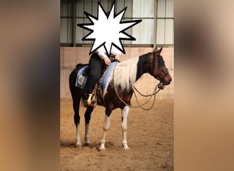 Paint Horse Mix, Stute, 14 Jahre, 153 cm, Schecke