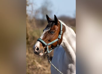 Paint Horse, Stute, 14 Jahre, 156 cm, Tovero-alle-Farben