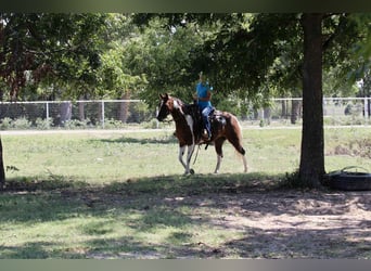 Paint Horse, Stute, 15 Jahre, 150 cm, Tobiano-alle-Farben