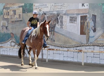 Paint Horse, Stute, 15 Jahre, 152 cm, Schecke