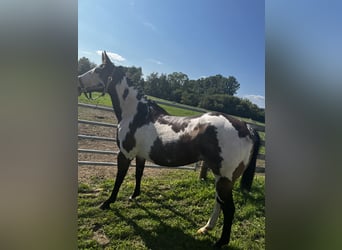 Paint Horse, Stute, 15 Jahre, 152 cm, Tovero-alle-Farben