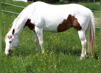 Paint Horse, Stute, 16 Jahre, 147 cm, Overo-alle-Farben