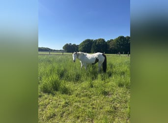 Paint Horse, Stute, 17 Jahre, 152 cm, Tobiano-alle-Farben