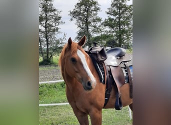 Paint Horse, Stute, 17 Jahre, 155 cm, Fuchs